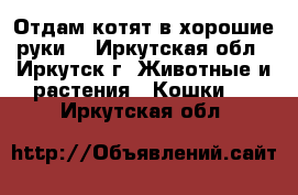 Отдам котят в хорошие руки  - Иркутская обл., Иркутск г. Животные и растения » Кошки   . Иркутская обл.